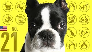 What kind of dog is a Boston Terrier ❤️ TOP100 Dog Breeds #21 by Dogs 101 ❤️ I want a dog! 491 views 2 years ago 5 minutes, 50 seconds