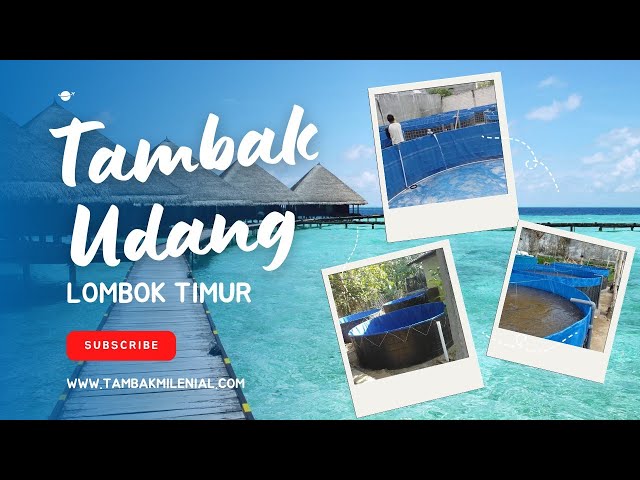 PROYEK BESAR TAMBAK UDANG DI LOMBOK TIMUR - TAMBAK MILENIAL class=