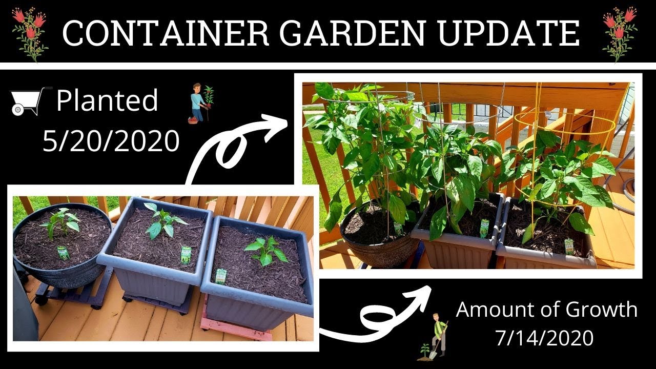 Container Garden Update | Deck Gardening Herbs and Peppers | What's Up ...