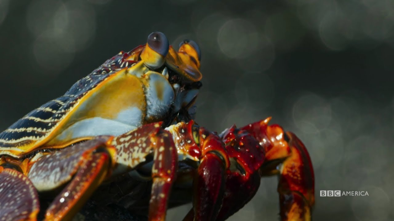 Crab vs. Eel vs. Octopus Earth Blue 2 Saturdays 9