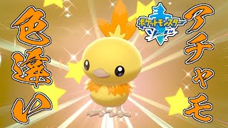 ポケモン剣盾 色違いアチャモが可愛すぎるので欲しい Youtube