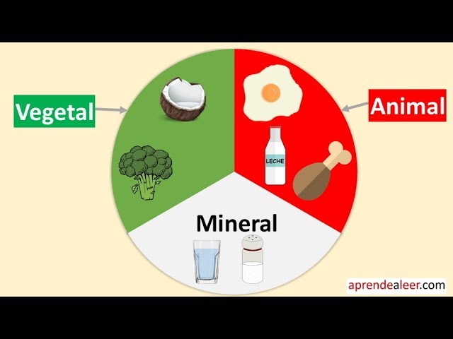 Alimentos de origen animal vegetal y mineral para niños - YouTube