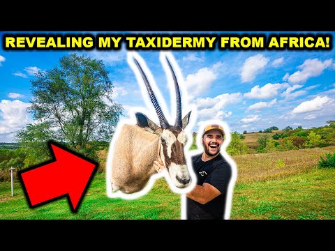 Revealing My TROPHY TAXIDERMY from My HUNTING Trip in AFRICA!!!