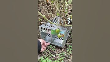 Lồng bẫy chuột chuyên dụng - Tiện lợi sử dụng để giúp nhà của bạn không còn bóng chuột