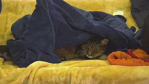 Incoming cold snap: Knoxville warming centers plan to open soon as the cold approaches