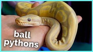 Should You Get a Baby or Adult Ball Python?