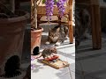 Tabby cat stares at a mouse eating a sausage! 🐱🐹🐱🐹 #cute #cat #catlife # #mousemurah #cute #catlife