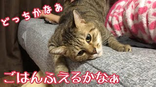 どっちの飼い主に甘えるか悩む猫w