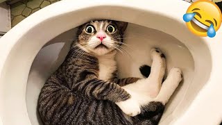 Funniest Animals 2024 😂 Best Funny Cats 😹And Dogs 🐶. Part 2