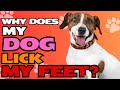 Why Does My Dog Lick My Feet рџђѕ Why Does My Dog Lick My Feet рџђѕ