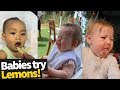 Babies try lemons for the first time compilation 2019