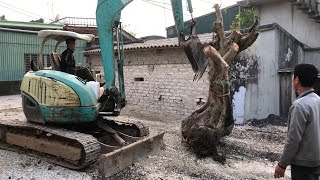 Excavator Moves Tree In The Garden by Cat Excavator Vlog 24 views 2 years ago 7 minutes, 15 seconds