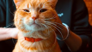 Visiting a Cat Cafe | Cute Ambience Video 🐈❤️ by Cats Around Us 443 views 1 year ago 2 minutes, 1 second