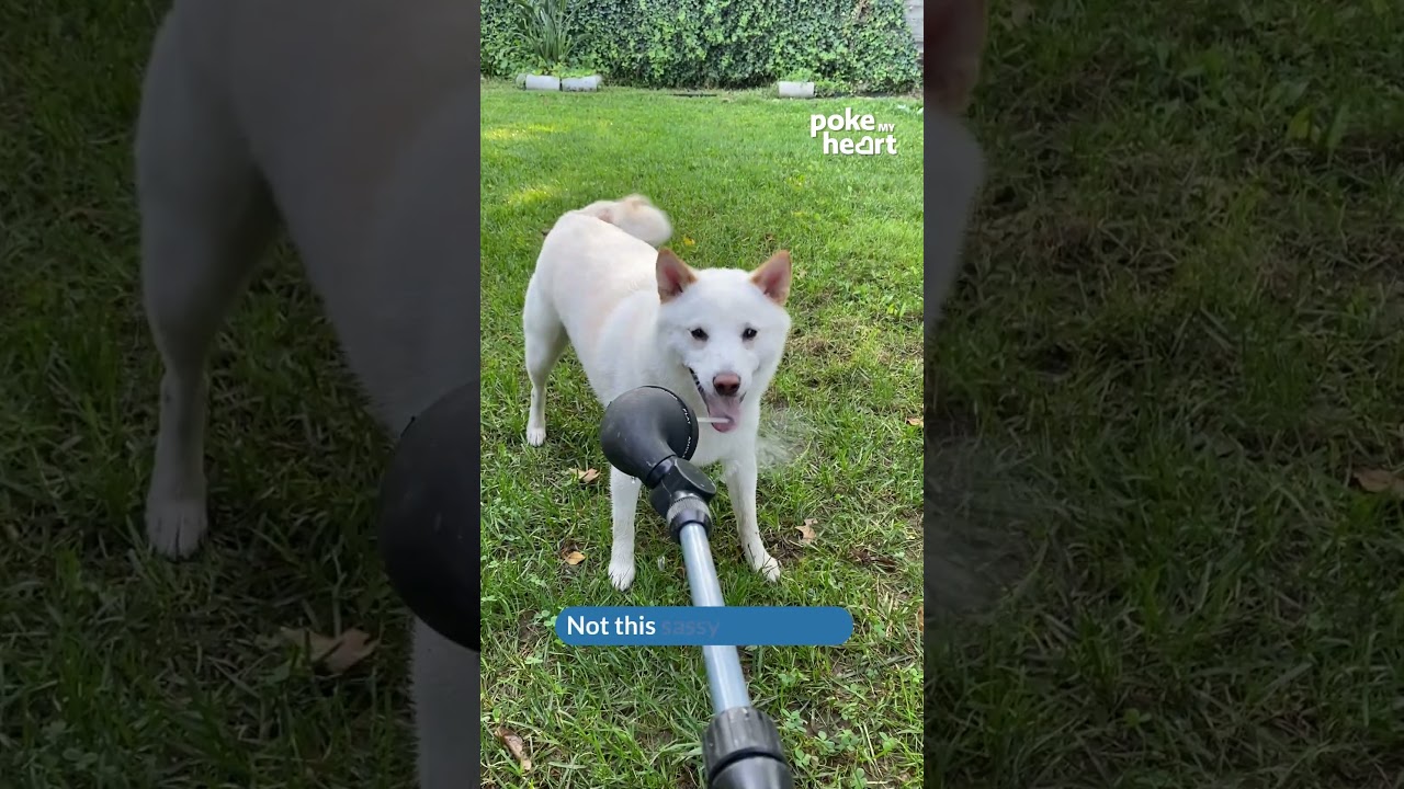 When your Shiba Inu thinks she's the water hose whisperer.  