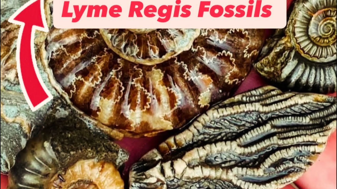 Неожиданные находки во время поиска окаменелостей⁉️ (Юрское побережье, Великобритания)