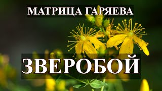 Зверобой🌞Матрица Гаряева💎St. John&#39;s wort🌞Garyaev&#39;s Matrix