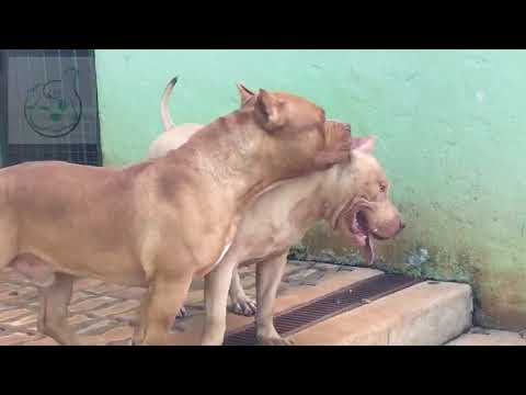 Vídeo: Como Fazer Seu Cachorro Cruzar A Fronteira