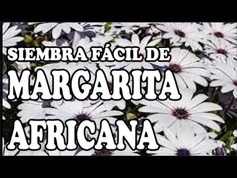 Video: Cuidado de la margarita arctotis africana: cómo cultivar flores de margarita arctotis