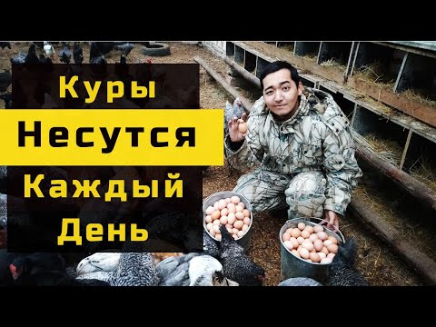 Почему куры не несутся? 20 причин +РЕШЕНИЕ!!!