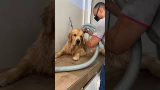 Honest Golden retriever 🥰 | Golden retriever dogs