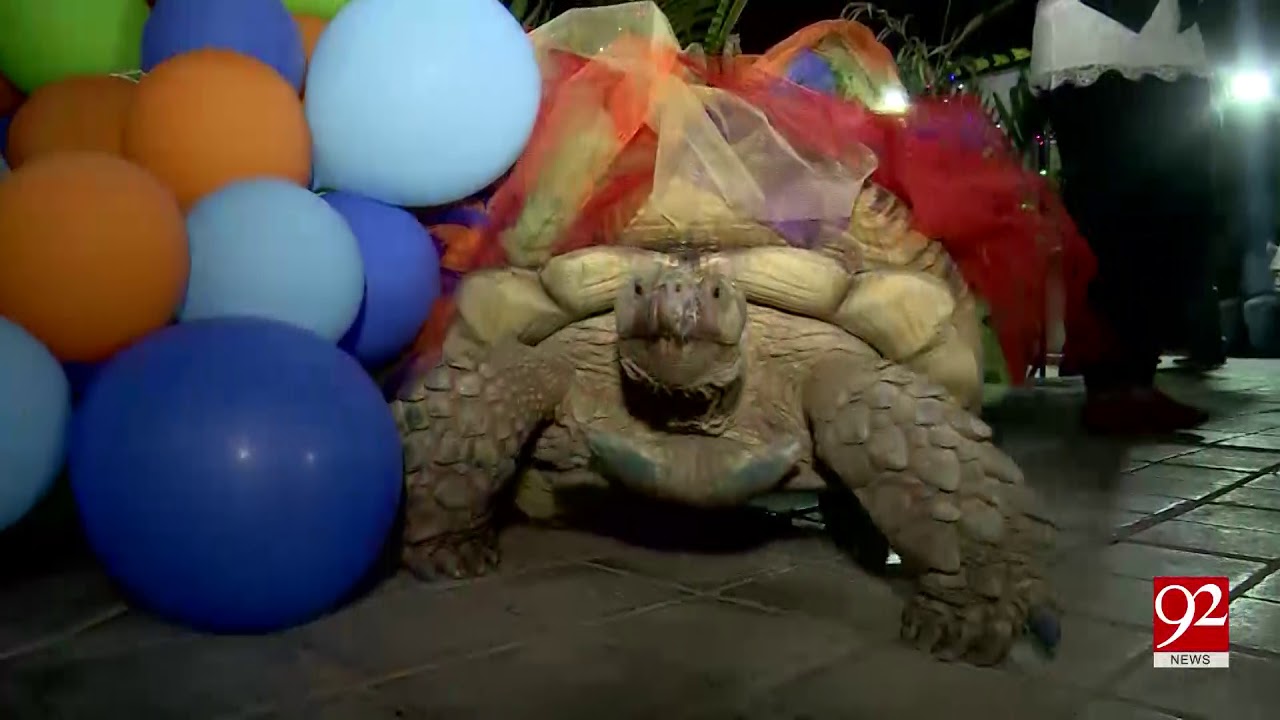 Turtle's birthday was celebrated in Karachi with lot of fun. 11 August