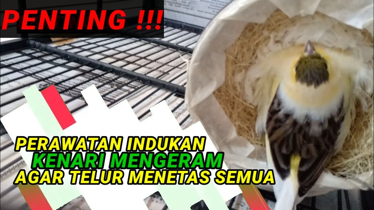 Perawatan indukan kenari saat mengeram || Salah merawat telur kenari bisa zonk