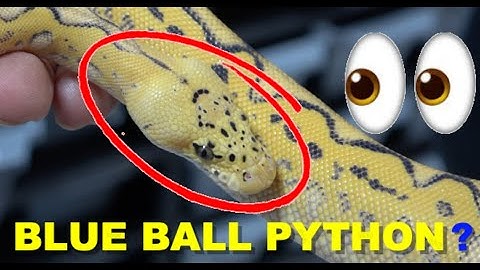 Mutation Creation Facility Tour | Blue Ball Python?!