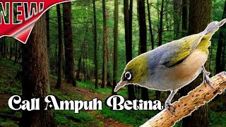 CALL AMPUH PLECI BETINA BIKIN JANTAN BIRAHI DAN EMOSI