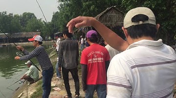 Câu giai Hải Long Vương 1/4 2018