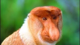 Shockable facts about proboscis monkey | unique specie of monkey #monkey by World of Animals 83 views 1 year ago 2 minutes, 50 seconds