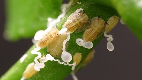 Check your citrus trees for Asian citrus psyllid