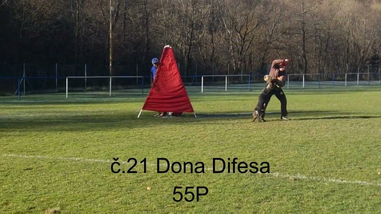 Bonitácia Nemeckých ovčiakov 9.11.2024 KK Dolná Mariková