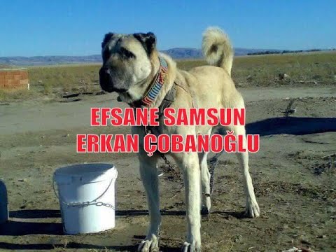 EFSANE KÖPEĞİM SAMSUN’U KISACA ANLATTIM (Erkan Çobanoğlu)#kangal #malaklı #anadoluçobanköpeği #akbaş