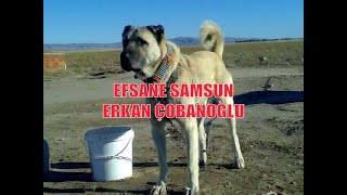 EFSANE KÖPEĞİM SAMSUN’U KISACA ANLATTIM (Erkan Çobanoğlu)#kangal #malaklı #anadoluçobanköpeği #akbaş