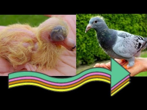 Evolution Des Jeunes Pigeons Voyageurs Comment Savoir Quand Sevrer Les Jeunes Pigeons Voyageurs Youtube