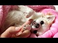 犬との生活　毎日こんな感じでチワワ達と朝を迎えます♪