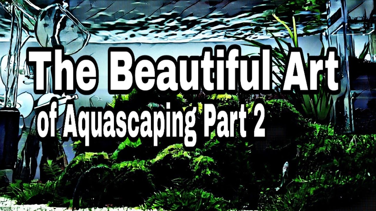 aquascaping plants The beautiful Art of Aquascaping Part 2 | Shout Outs!