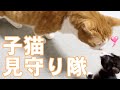 保護子猫の様子をゆっくり見守る先住猫 / 子猫のあいさつ #018