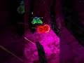 Playing OMG mode #sharkgo #vr