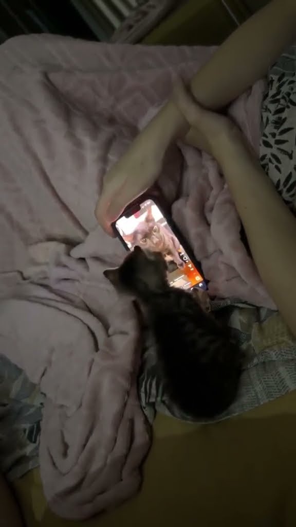 c magnifique vidéo chat