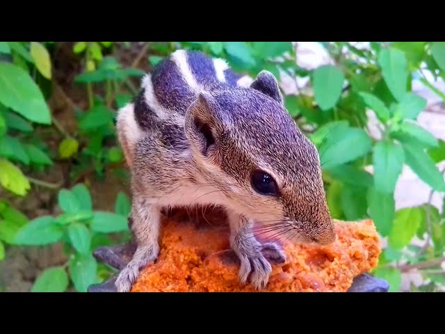 ⁣ Beautiful Video for Cats – Squirrel Video for Cats class=