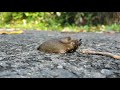 Slug eating worm timelapse
