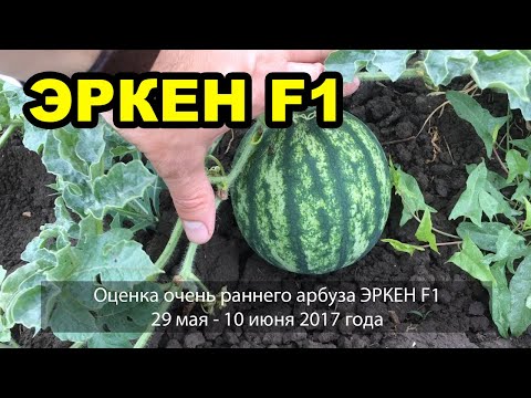 Очень ранний арбуз Эркен F1. 29мая-10 июня 2017. Оценка.