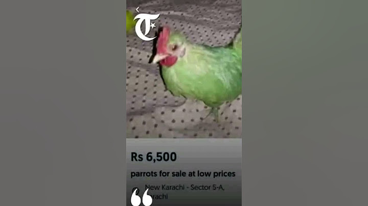 Parrot for sale #funny #youtubeshorts