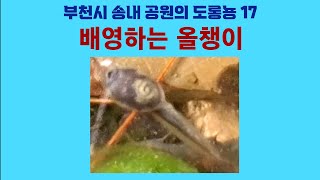 부천시 송내 공원의 도롱뇽 17. 배영하는 올챙이; Korean salamander 17. Backstroke of a frog tadpole by 이덕하의 진화심리학 33 views 2 weeks ago 2 minutes, 47 seconds