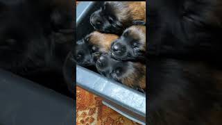 Linda+Bro=💘12 Malinois puppies