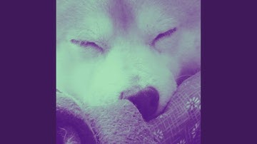 Spirited Backdrops for Unwinding Doggo