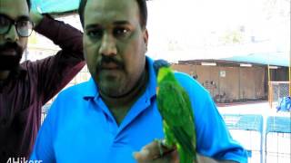 4hikers: sunset lorikeet ( a species of parrot) at TWEC Karachi