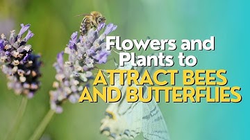 Flowers and Plants to Attract Bees and Butterflies