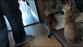 我が家にやって来た双子の娘猫のお陰で笑いが絶えません